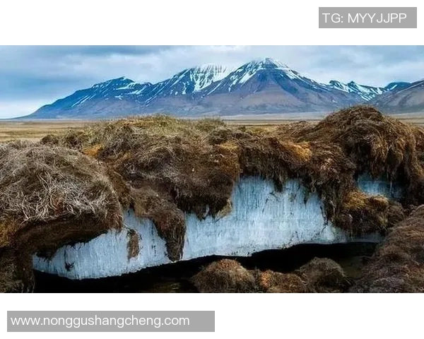 探索亚马尔地区的自然奇观与人文魅力，揭示北极边缘的独特生态与文化传承